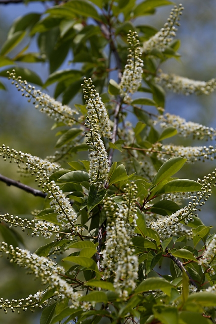 Jardin des Impressionnistes-MAI14-096